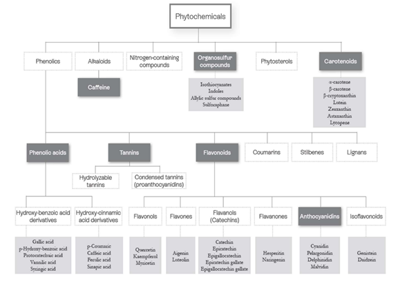 Classification of the main phytonutrient families