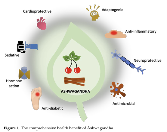 Example of the versatility of adaptogens like ashwagandha on various health conditions 