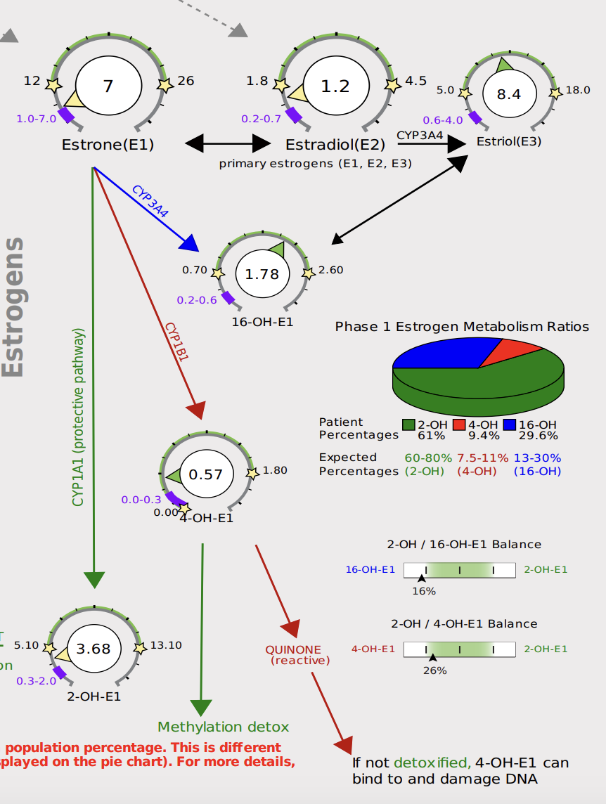 The Liver’s Role in Estrogen Detoxification